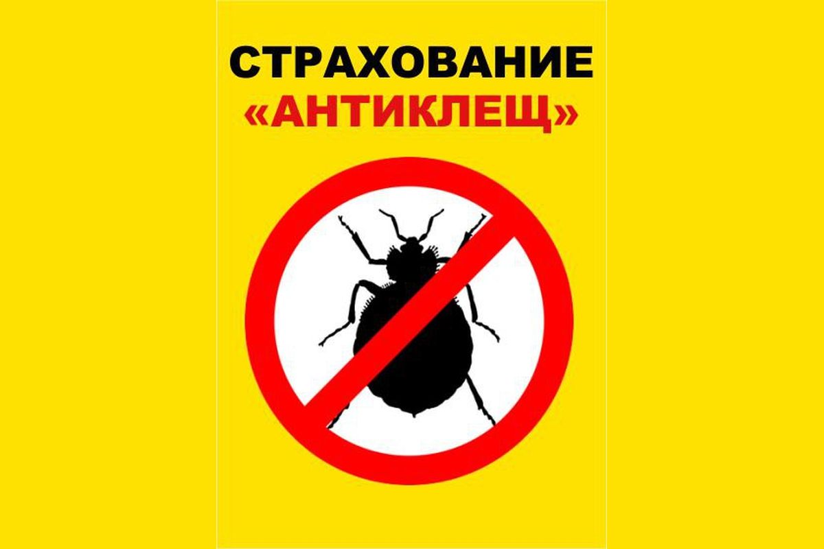 Отделения «Почты России» начали страховать жителей Тверской области от  укусов клещей - Караван Ярмарка