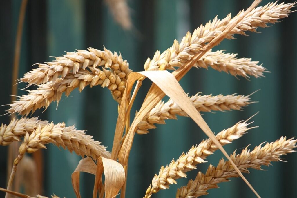 пшеница, россельхознадзор