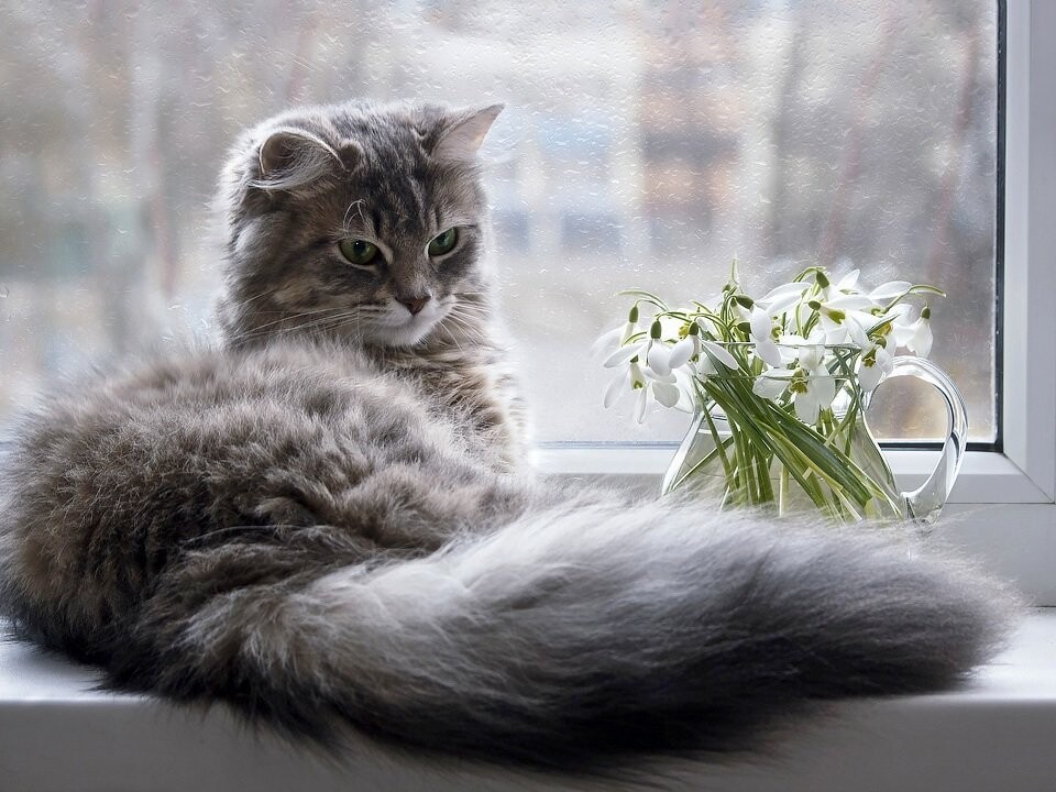 весна кот окно