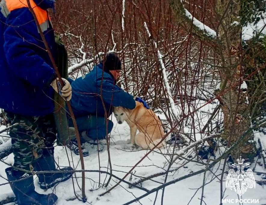 попала в капкан