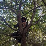 кот забрался высоко